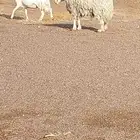 رخل حرشا صنف الصنف