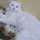 Persian cat
