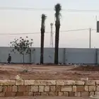 نخل للبيع واشنطن وعربي