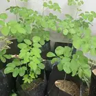 شتلات عدن بشام مورينقا