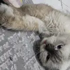 بسه قطه هملايا للتبني مع كامل اغراضه