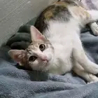 ثلاث قطط صغار للتبني