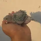 فرخ ظرة تركواز