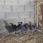 دجاج تركي لون مميز (فواخر )