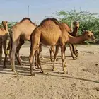 قعود لباني للبيع ( تم البيع خارج الموقع )