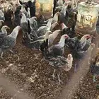 دجاج فيومي للبيع