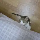 قطة صغيرة عمياء