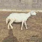 ضان للبيع