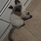 قط لتبني عمر 3 شهور جدا لعوب وفضولي