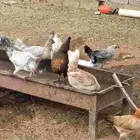 دجاج بلدي بياض