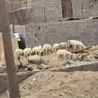 طليان ورخال العدد 17 الطليان 11 الرخال6