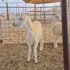 8 رخال حرش للبيع