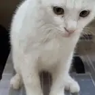 قط ذكر للتبني