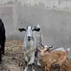 عنز تامه تحتها جفره وتيس عمر شهر