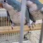 جوز كويكر غير اليف منتج