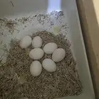 للبيع ثلاثة مربي زوج واحد مع البيض