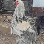 ديوك براهما