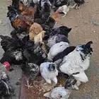 دجاج براهما وبلدي اعمار مختلفه