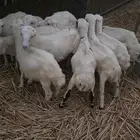 رخيل للبيع