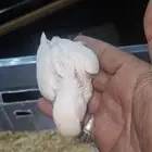 فروخ روز