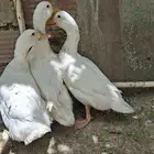 بط للبيع