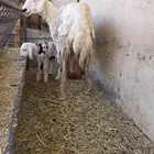 حريه معها خروف روم وسلم بالزلفي