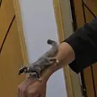 سنجاب شوقر قلايدر نورمل وايت فيس