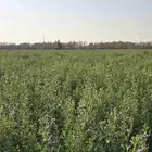برسيم قش