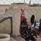 دجاج عربي اصيل صحت الدجاج ممتزه وشرط الدجاج ديكه العدد 17