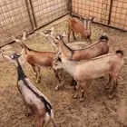 ولد وعل مشروع تفحيل