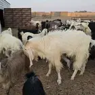 تيس ابيض مطور