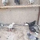 حمام قطيفي (طبات)