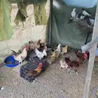 دجاج بلدي