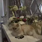 قط شيرازي للتبني