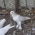 حمام فرنسي