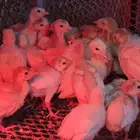 صيصان رومي فرنسي ابيض