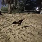 ديك تركي ب تايلندي