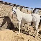 حصان واهو جمال