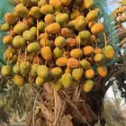 ثمرة نخيل سكري العدد 80 نخلة