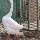 ذكر بط بلغاري 2024