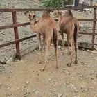 قعدان للبيع