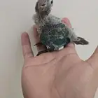 نفذت الكميه