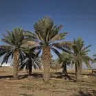 للبيع نخل زينه نوع غير معروف طول 4 متر تقريبا