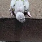 للبيع طير كنيور عمره اقل من شهر