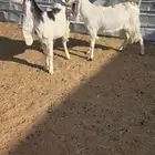 للبيع معزا جذعات