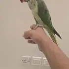 ذكر درة نيبالي اليف