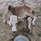 عجله العمر سنه