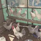 دجاج فيومي ألمنيوم