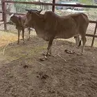 بقره خلفه