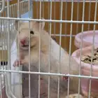 هامستر سوري